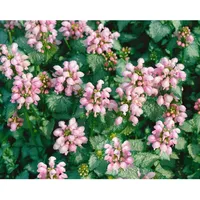 Pflanzen Für Dich Lamium maculatum 'Shell Pink', ca. 9x9