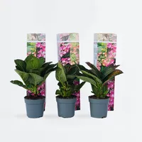 Plant in a Box - Hortensie - 6 Stk