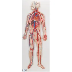 Blutkreislauf Modell - 3B Smart Anatomy