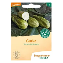 Gurke - Vorgebirgstrauben