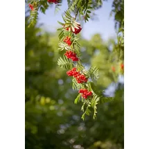 Pflanzen Für Dich Sorbus aucuparia Vogelbeere 150–200 cm Robust Und Winterhart