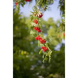 Pflanzen Für Dich Sorbus aucuparia Vogelbeere 150–200 cm Robust Und Winterhart