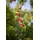Pflanzen Für Dich Sorbus aucuparia Vogelbeere 150–200 cm Robust Und Winterhart
