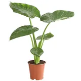 Blumen-Senf Pfeilblatt - Alocasia cucullata, Grün