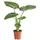 Blumen-Senf Pfeilblatt - Alocasia cucullata, Grün