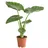 Blumen-Senf Pfeilblatt - Alocasia cucullata, Grün