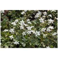 Pflanzen Für Dich Potentilla tridentata Nuuk Fingerkraut, ca. 9x9