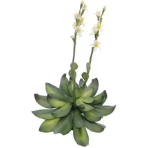 Europalms Steinrose (EVA), gelb, 32cm