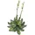 Europalms Steinrose (EVA), gelb, 32cm