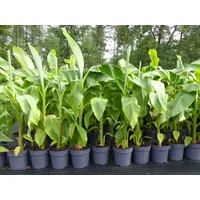 Grünwaren Bananenstaude Musa Basjoo 120 - 150 cm winterhart