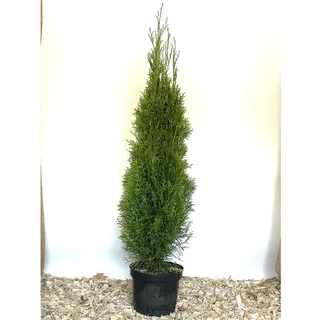 Baumfink Thuja Smaragd im Topf 40-60cm