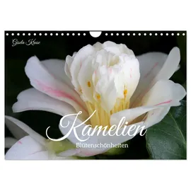 Calvendo Kamelien - Blütenschönheiten (Wandkalender 2026 DIN A4 quer), CALVENDO Monatskalender: Camellia japonica bezaubert in der kalten Jahreszeit (CALVENDO Natur)