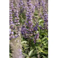 Pflanzen Für Dich Vitex agnus-castus 'Delta Blues', Mönchspfeffer, blau,