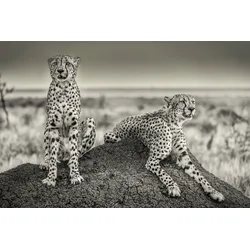 Fototapete PAPERMOON "Photo-Art HENRIKE SCHEID, ZWEI GEPARDEN, DIE AUSSEHEN", bunt, B:3,50m L:2,60m, Vlies, Tapeten