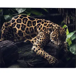 ANY IMAGE Kunstdruck »Jaguar«, mehrfarbig, Alu-Dibond - bunt