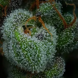 All Gas OG Auto | Autoflowering Cannabissamen von Humboldt Seed Co. | 3 Hanfsamen