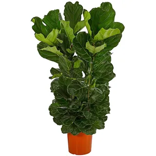 Dehner Geigenfeige Ø Ficus lyrata, dreitriebig, Grün