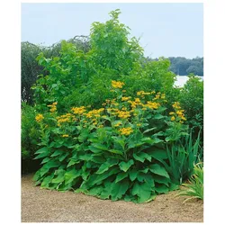 Inula magnifica, Pracht-Alant, gelb, ca. 9x9 cm Topf