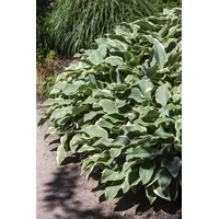 Pflanzen-für-dich.de Hosta Francee 1L 60-