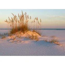 Fototapete PAPERMOON "DÜNEN- MEER SEE KÜSTE NORDSEE OSTSEE STRAND SYLT GRAS", bunt, B:2,50m L:1,86m, Vlies, Tapeten