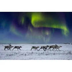 Fototapete PAPERMOON "NORDLICHT-RENTIERE TUNDRA NEBEL GEBIRGE SONNE WINTER", bunt, B:4,00m L:2,60m, Vlies, Tapeten