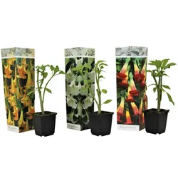 Plant in a Box Engelstrompete - Brugmansia 3er Mischung Höhe 25-40cm