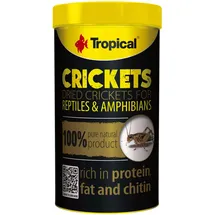 Tropical Crickets 100ml