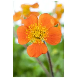 Geum coccineum 'Borisii', Nelkenwurz, leuchtend orange, ca. 9x9 cm Topf