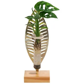 Dehner Waterplant Fensterblatt Verona, im Reagenzglas, Ø Monstera adansonii, Grün