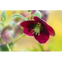 Pflanzen Für Dich Helleborus x orientalis, rot, ca. 9x9