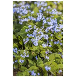 Brunnera macrophylla, Kaukasusvergissmeinnicht, ca. 9x9 cm Topf