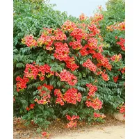 Pflanzen Für Dich Campsis radicans 'Grandiflora', Trompetenblume, orange, 80–100