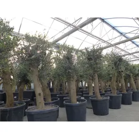 grünwaren Olivenbaum Bonsai 160 cm Olive beste Qualität, Stammumfang 30 - 40 cm, winterhart, Olea Europaea