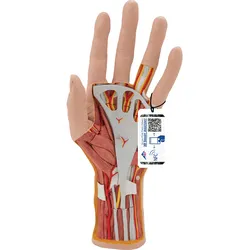 Handmodell mit Muskeln & Sehnen, 3-teilig - 3B Smart Anatomy