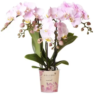 Exotenherz Zimmerpflanze Kolibri Orchids Rosa Phalaenopsis Orchidee - Portugal - Topfgröße 9cm