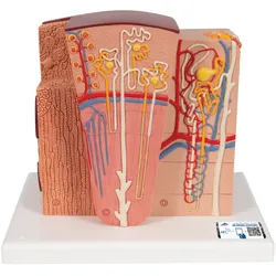 3B MICROanatomyTM Modell Niere - 3B Smart Anatomy