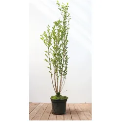 Ligustrum ovalifolium, Ovalblättriger Liguster, 100–125 cm