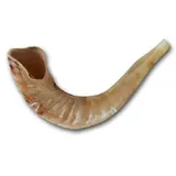 Ram's Horn Shofar Koscher Medium Größe 33 cm poliert weiß