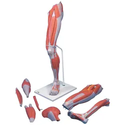 Beinmuskel Modell, 7-teilig - 3B Smart Anatomy