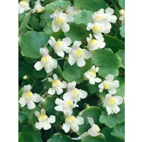 Pflanzen Für Dich Cymbalaria pallida 'Albiflora', weiß, ca. 9x9