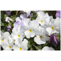 Pflanzen Für Dich Viola cornuta 'Milkmaid' ca. 9x9 cm