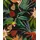 Wow - Vliestapete Papagei Schwarz - Mehrfarbig - 1005x52 cm