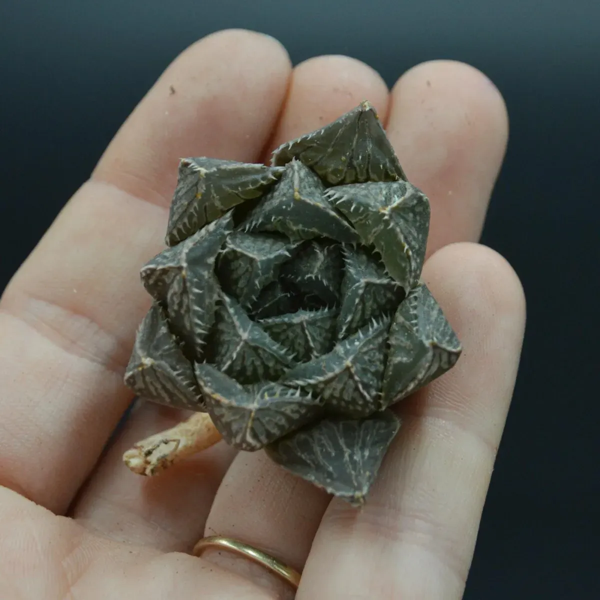 Haworthia Mirrorball