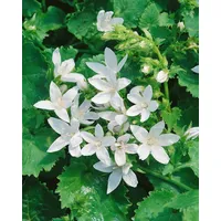 Pflanzen Für Dich Campanula poscharskyana 'E.H.Frost', Polsterglockenblume, weiß, ca.