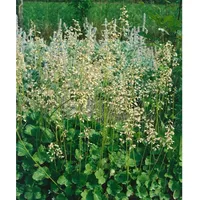 Pflanzen Für Dich Heuchera sanguinea 'White Cloud', Purpurglöckchen, ca.