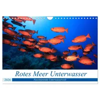 Calvendo Rotes Meer Unterwasser (Wandkalender 2026 DIN A4 quer),