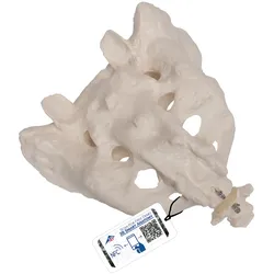 Kreuzbein Modell mit Steißbein - 3B Smart Anatomy