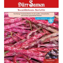 Dürr-Samen Buschbohne Borlotto | Buschbohnensamen von Dürr Samen