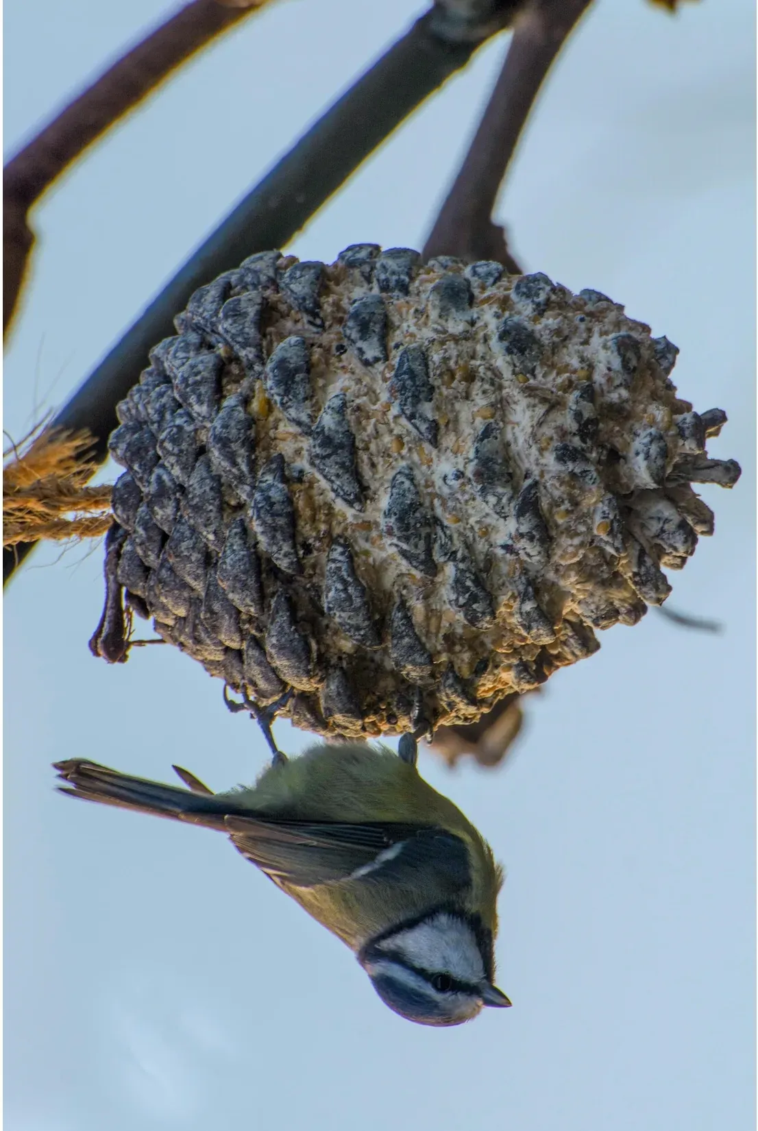 dobar Vogelfuttermix - versch. Varianten