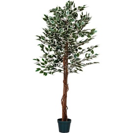 PLANTASIA Kunstpflanze Ficus Benjamini 160 cm,